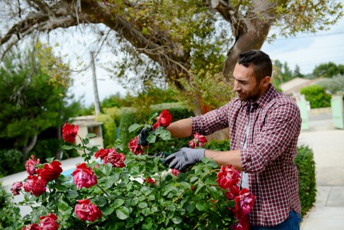 A man with short dark hair, dressed in a checkered shirt and protective gloves, is tending to a vibrant rose bush with bright red blooms in a well-maintained front garden. The garden features a lush, green lawn and a variety of plants, bordered by a paved pathway along the driveway. In the background, there are mature trees with leafy canopies, providing partial shade, and a suburban street with houses and utility poles visible under a clear sky. The scene depicts outdoor gardening activity, possibly part of a lawn care or horticultural service, with natural daylight highlighting the lush greenery and colorful flowers. The tidy environment and healthy plant growth reflect professional landscaping care provided by companies like Landscapers Wood Green, servicing the local area around the Wood Green postcode in North London.