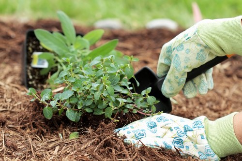 Professional pruning of shrubs and trees in a garden