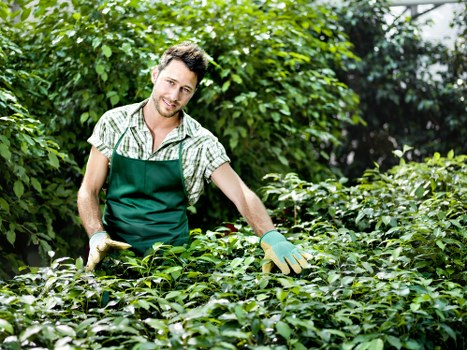 A male gardener dressed in a green apron over a checkered shirt is working outdoors in a lush garden, surrounded by dense green foliage, shrubs, and small plants. He is smiling and appears to be pruning or tending to the plants, with his right hand reaching into the greenery. The garden features well-maintained hedges, various leafy bushes, and a background of taller trees, creating a vibrant and healthy landscape. The natural daylight highlights the different shades of green, from the dark leaves of the shrubs to the lighter tones of the grass and foliage. This scene reflects outdoor gardening activities typical of professional landscaping services in the Wood Green area, emphasizing care and maintenance of garden beds and plant borders. The environment is bright and clean, with a sense of freshness and vitality appropriate for professional gardening work, supporting the depiction of services offered by Landscapers Wood Green on the Pricing and Quotes page.