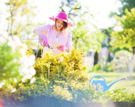 A woman wearing a pink sunhat, pink gardening gloves, and a light pink shirt is tending to a flower bed in a well-maintained garden. The flower bed features yellow flowering shrubs or plants, bordered by a strip of soil visible in the foreground. Behind her, a lush green lawn extends into the background, with a line of neatly trimmed hedges or shrubs creating a natural boundary. The garden is bathed in natural sunlight, with some dappled shade from nearby trees, indicating a bright, clear day. To the right, a blue watering can is placed on the grass, suggesting ongoing gardening activity. The overall setting appears to be a private front or backyard, with a mix of flowering plants, grass, and garden tools, framed by greenery typical of residential areas in Wood Green, London, and reflecting professional gardening maintenance by Landscapers Wood Green.
