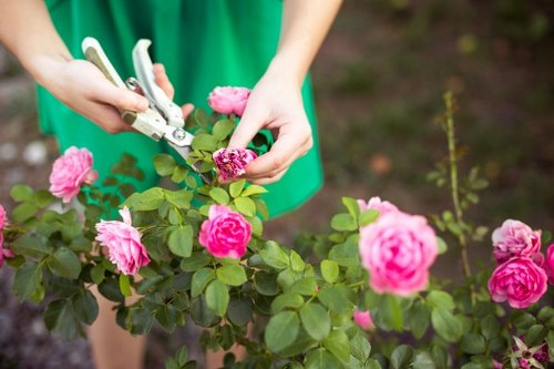 In the outdoor garden of a property in Wood Green, a person wearing a green top is shown using pruning shears to trim a flowering rose bush. The rose bush features vibrant pink blossoms and healthy green leaves. The surrounding garden area includes well-maintained soil, lush grass, and other plants, with a backdrop suggesting a landscaped yard. The scene appears to be on a mild, cloudy day, with natural daylight illuminating the vibrant colors of the flowers and foliage. This image exemplifies professional gardening activities such as pruning and plant care, which are services offered by landscapers in Wood Green, contributing to a tidy and aesthetically pleasing outdoor environment.