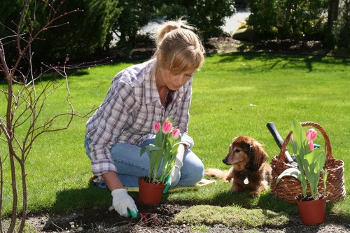 A woman with blonde hair tied back, wearing a plaid shirt, blue jeans, and white gardening gloves, is kneeling on a well-maintained, lush green lawn in a backyard. She is planting pink tulips in a small flower bed bordered by dark soil, with a small brown puppy sitting nearby, attentively watching her. To her right, there is a woven wicker basket filled with pink tulip plants, and a garden spade lies on the ground beside her. The garden features neatly trimmed hedges and tall trees in the background, providing shade and a natural backdrop. The environment appears bright and sunny, with natural light illuminating the vibrant grass and foliage, suggesting a pleasant day suitable for outdoor gardening. This scene illustrates gardening activities typical of landscaping services offered by Landscapers Wood Green, highlighting the dedication to garden maintenance and planting in residential outdoor spaces near London.